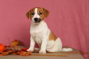 jack russell terrier gładkowłosy