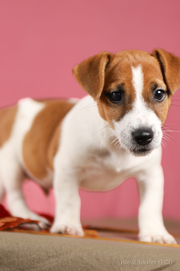 jack russell terrier gładkowłosy
