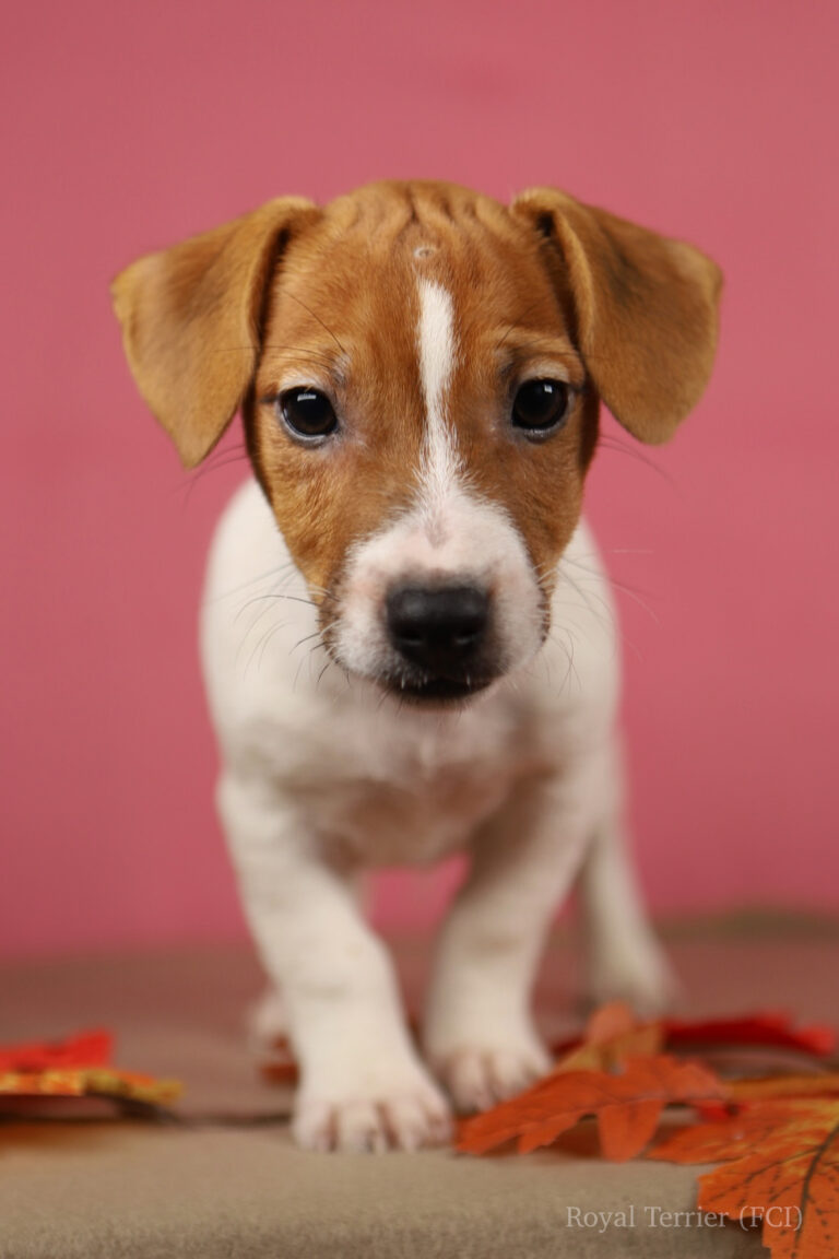 jack russell terrier gładkowłosy