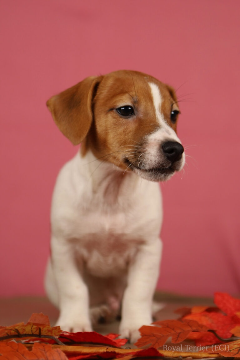 jack russell terrier gładkowłosy