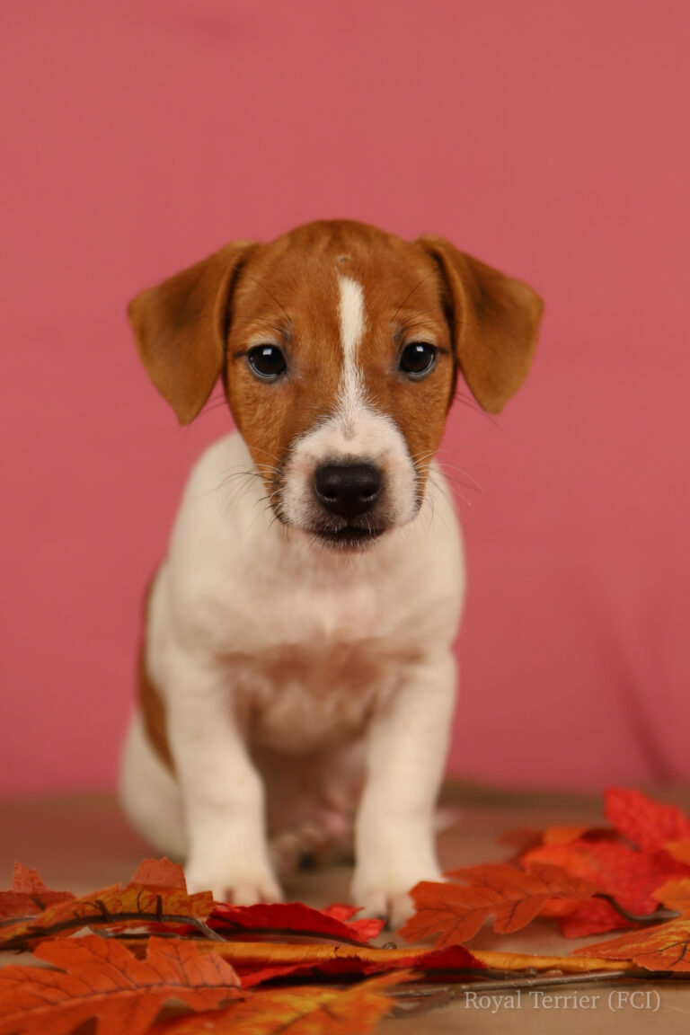 jack russell terrier gładkowłosy