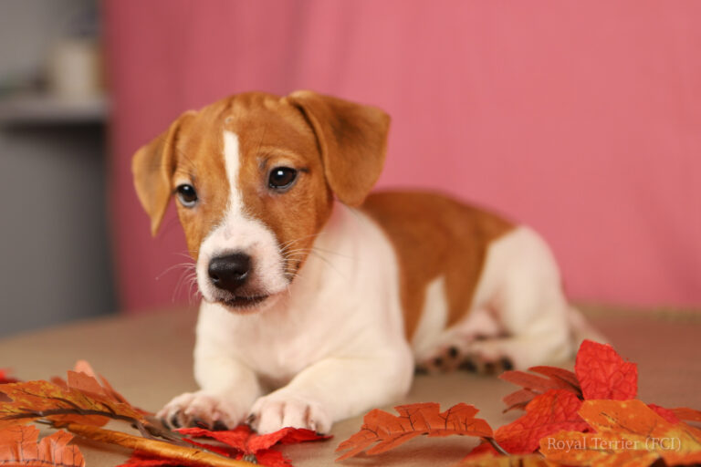 jack russell terrier gładkowłosy