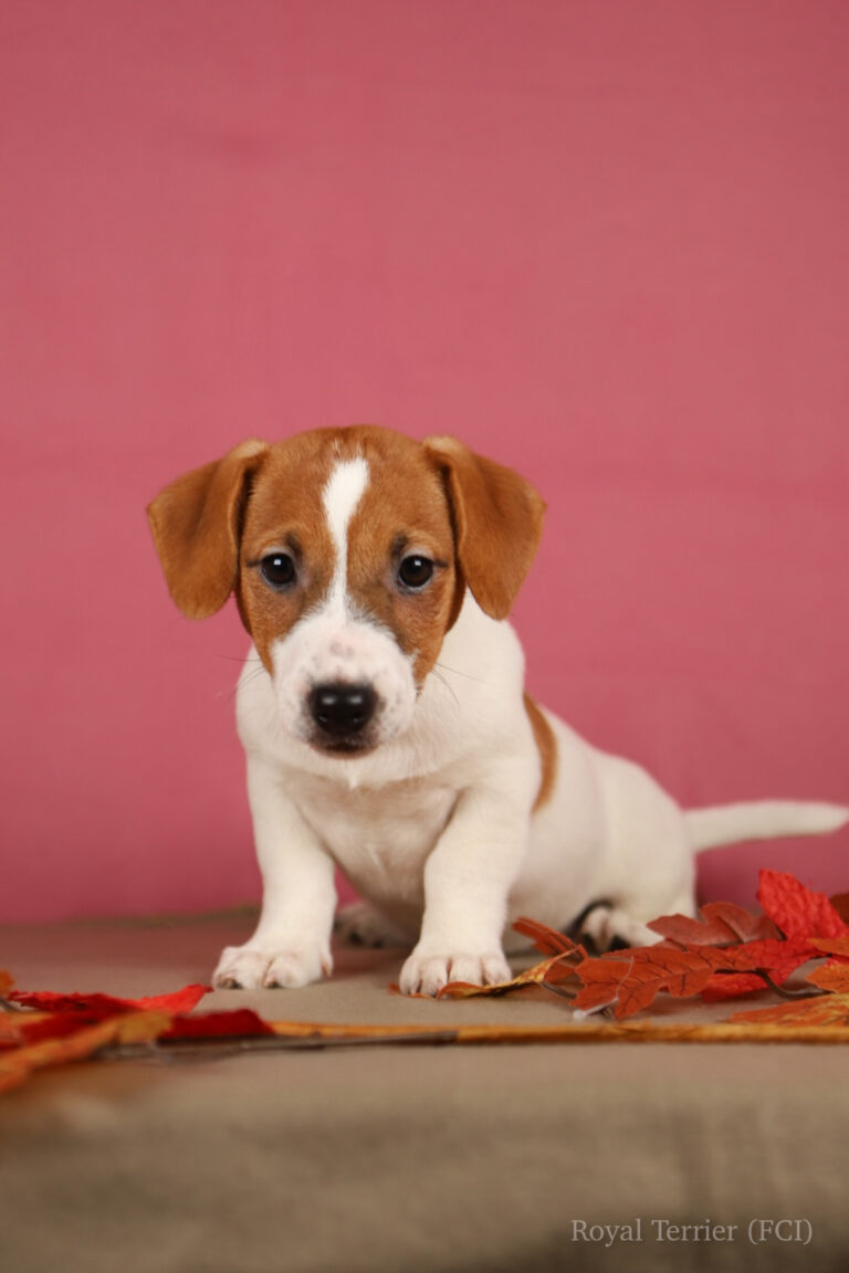 jack russell terrier gładkowłosy