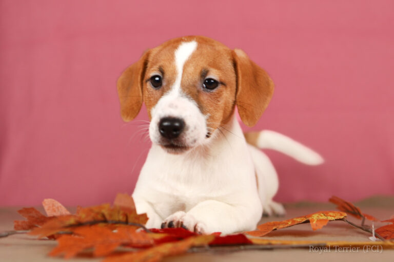 jack russell terrier gładkowłosy