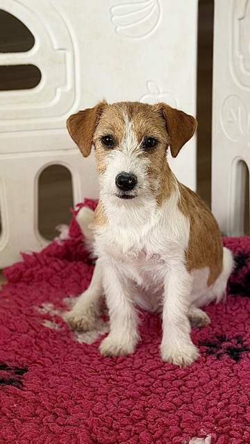 suczka Jack Russell terrier