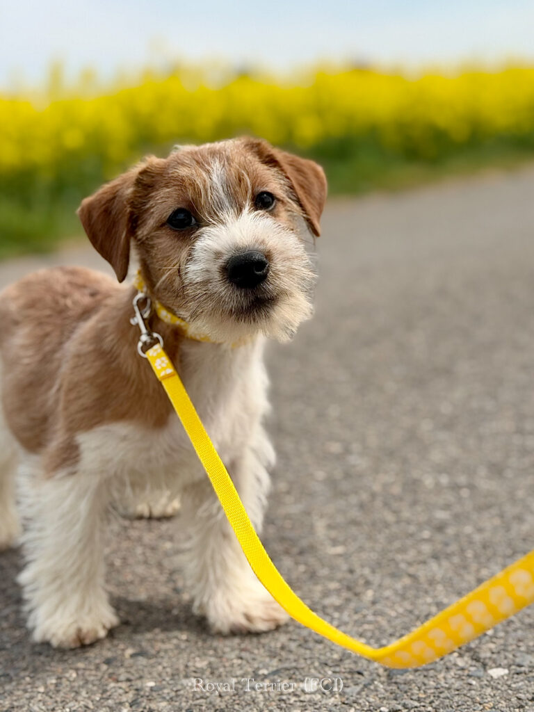 jack russell terrier