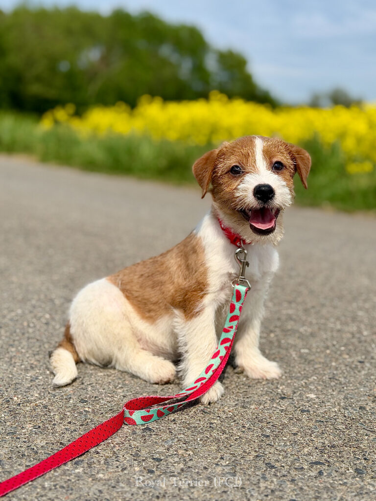 miot C – Jack Russell terrier szorstkowłosy