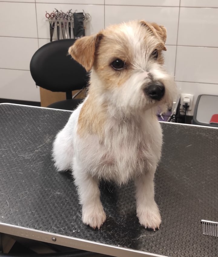 szczeniak jack russell terrier