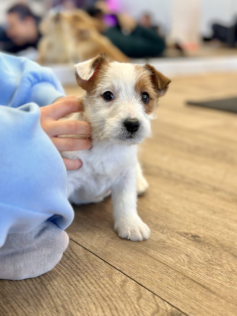 jack russell terrier szorstkowłosy
