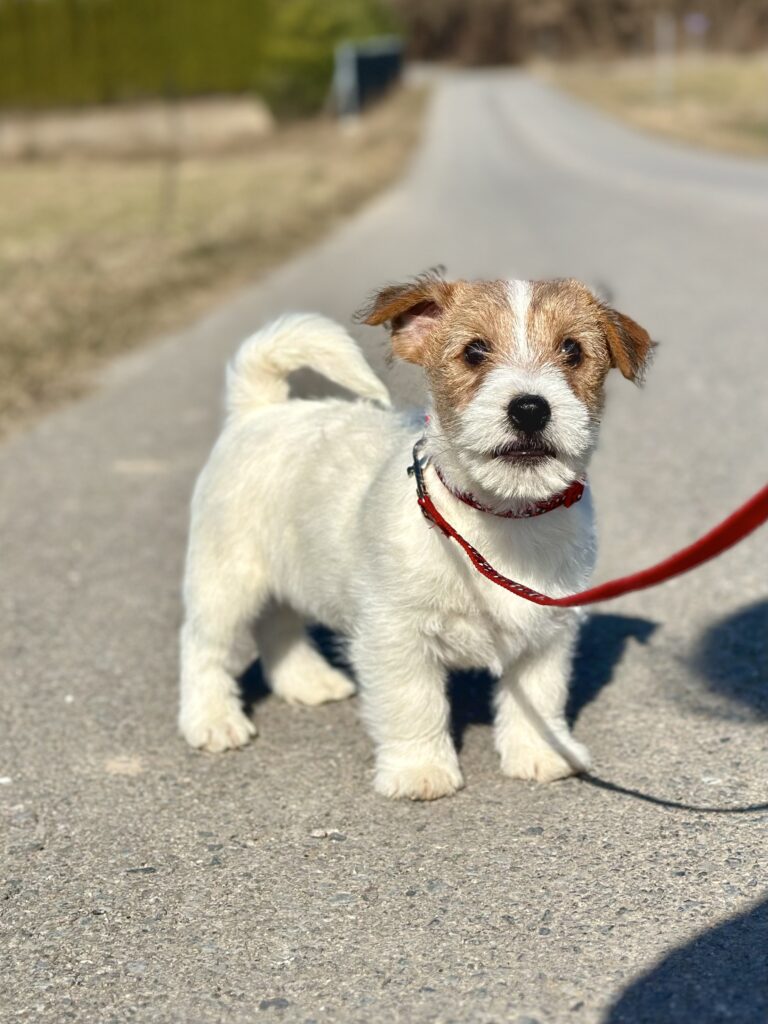 szczeniak jack russell terrier