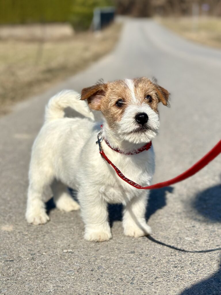 szczeniak jack russell terrier