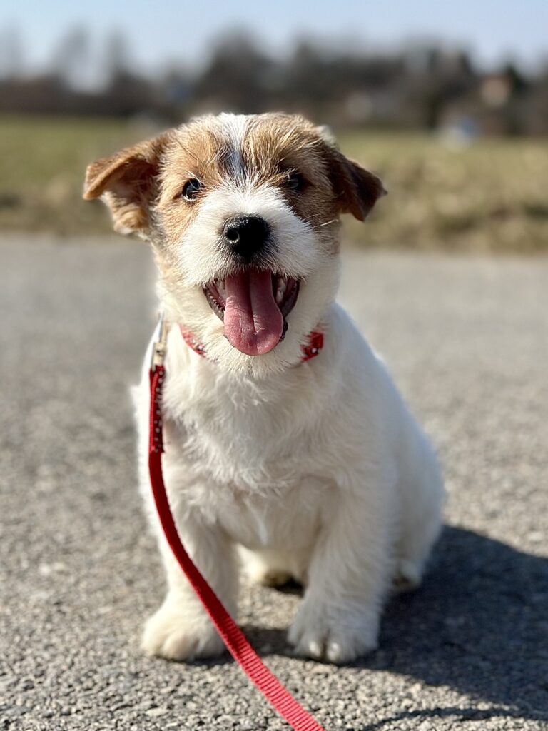szczeniak jack russell terrier