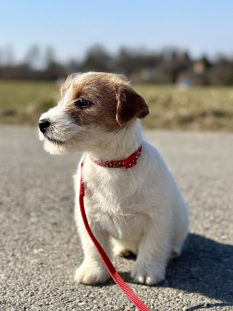 szczeniak jack russell terrier