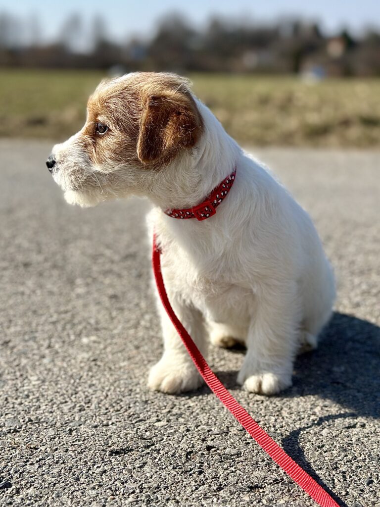 szczeniak jack russell terrier