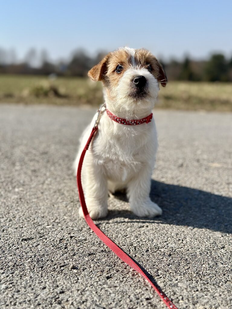 szczeniak jack russell terrier