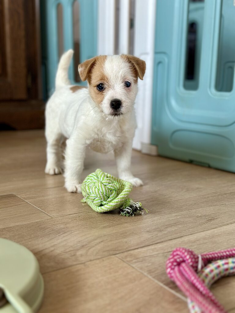 szczeniaki Jack Russell terrier