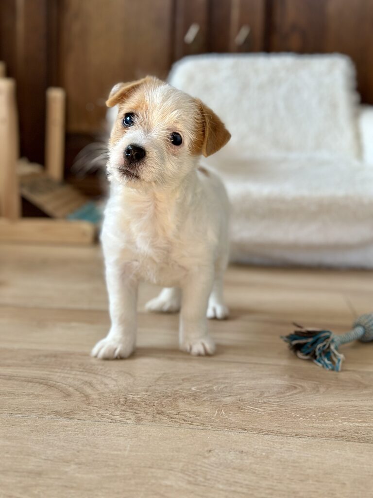 szczeniaki Jack Russell terrier