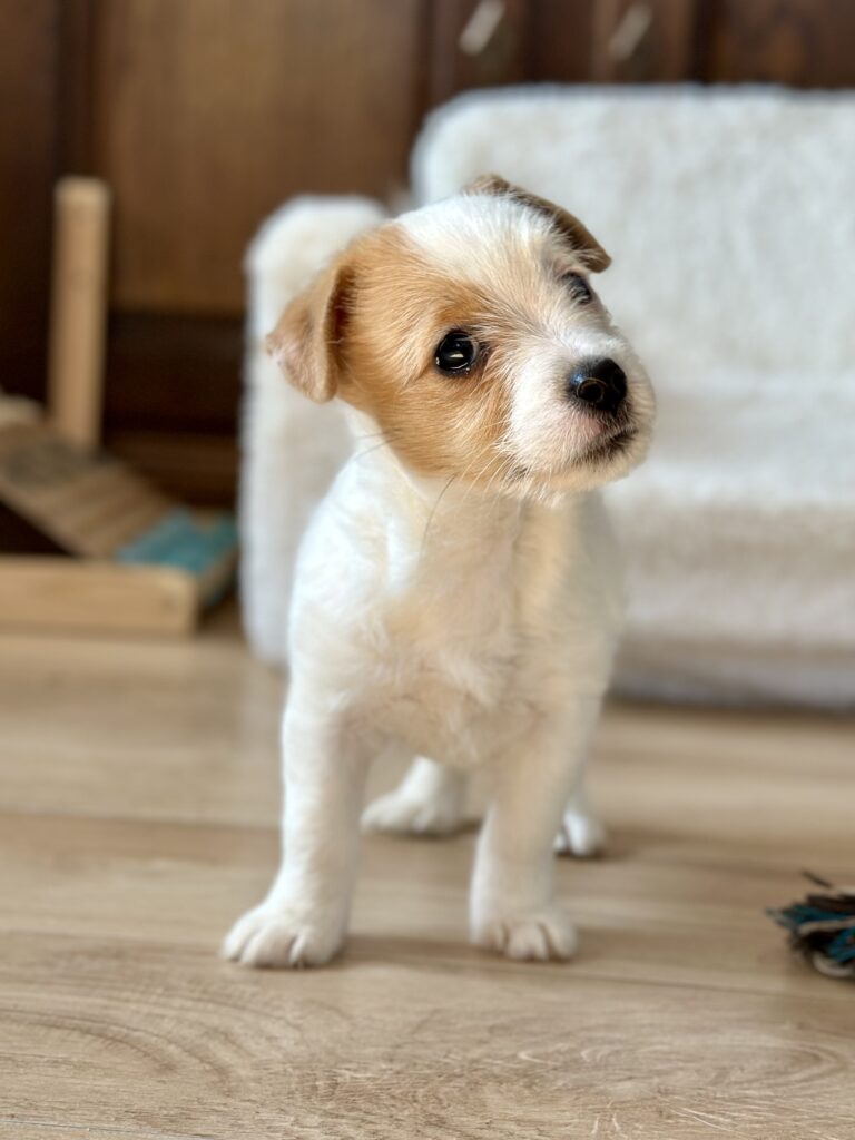 szczeniaki Jack Russell terrier