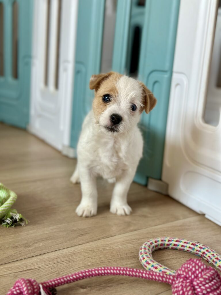 szczeniaki Jack Russell terrier