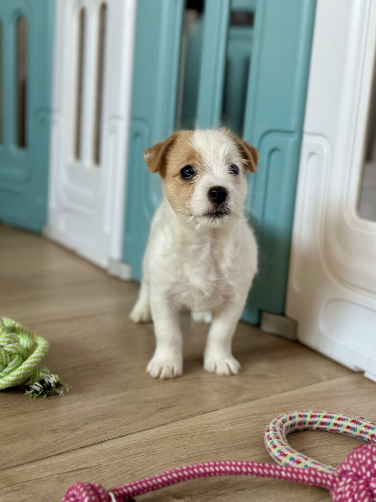 szczeniaki Jack Russell terrier