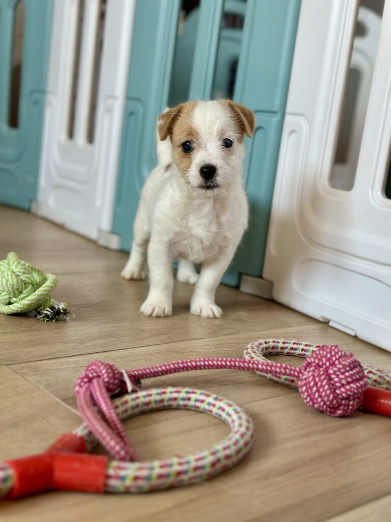 szczeniaki Jack Russell terrier