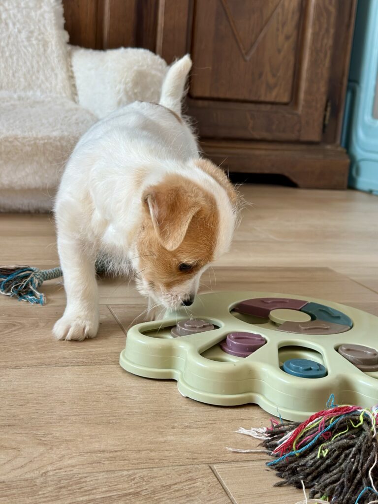 szczeniaki Jack Russell terrier
