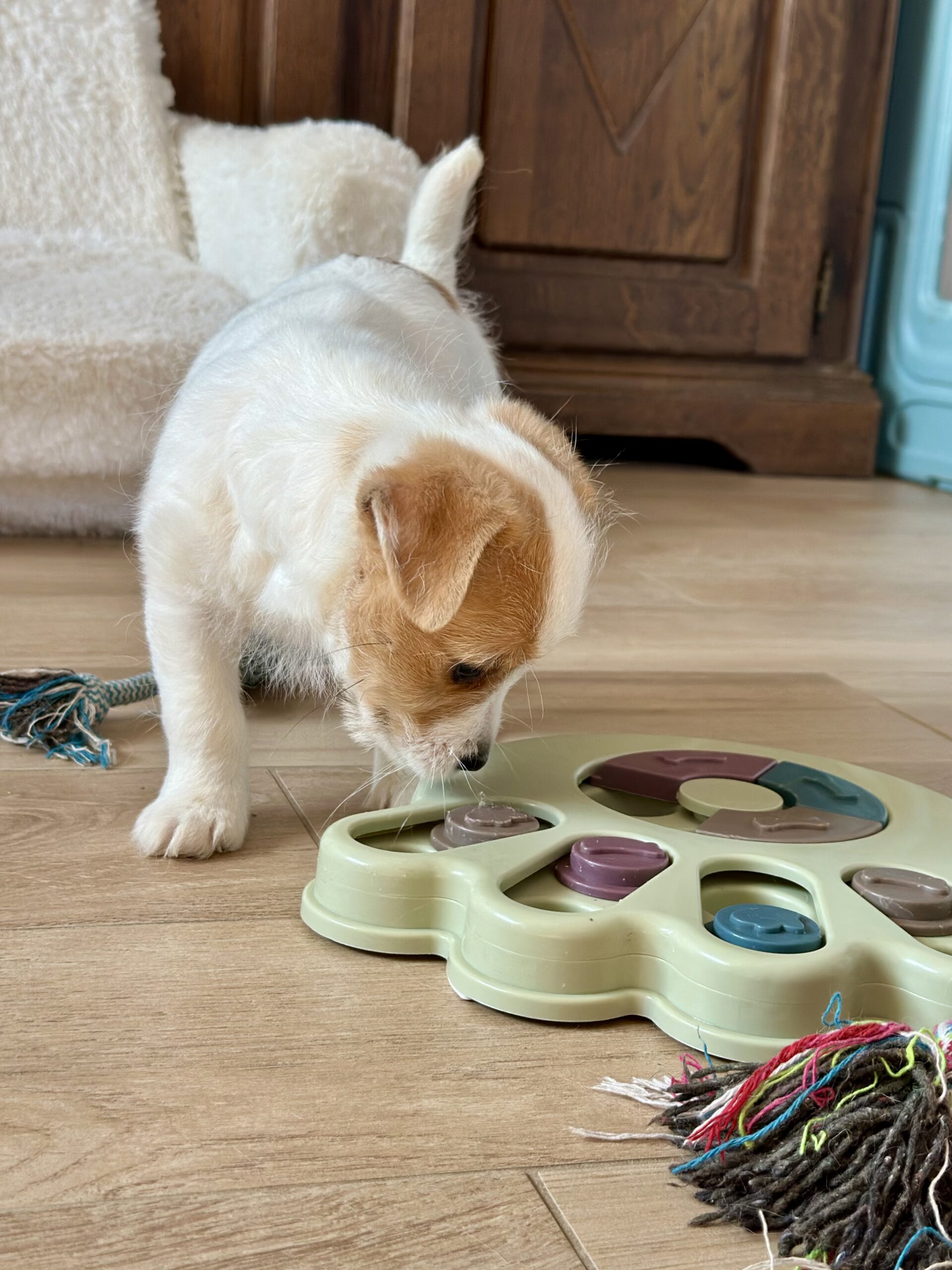 szczeniaki Jack Russell terrier