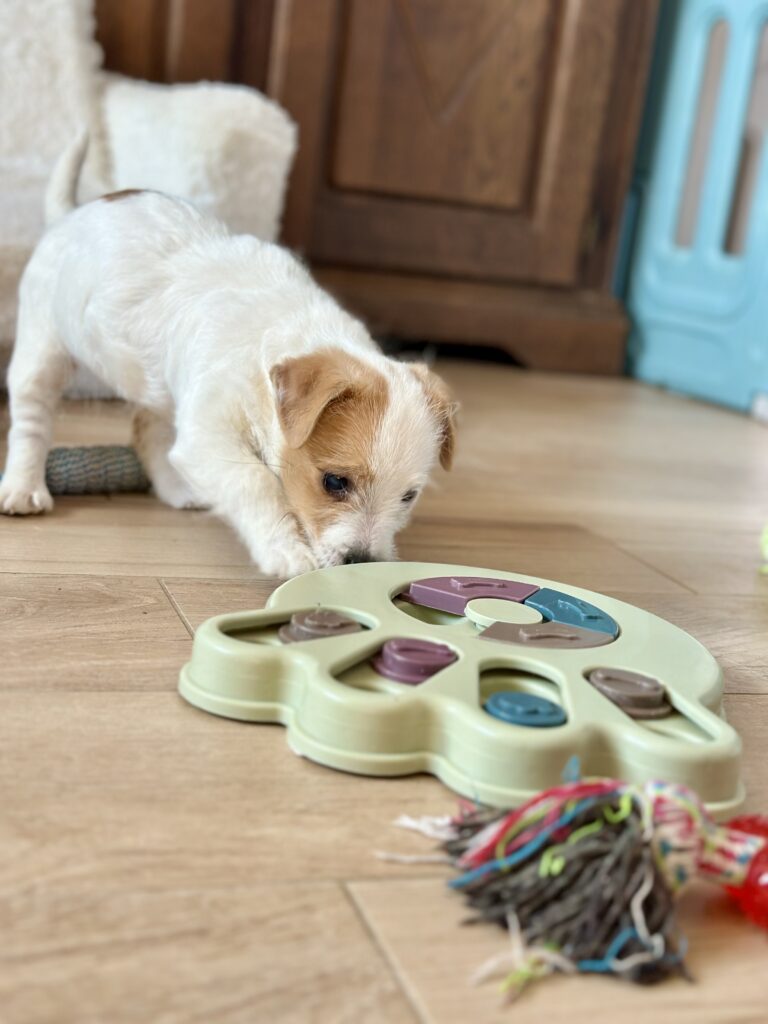 szczeniaki Jack Russell terrier
