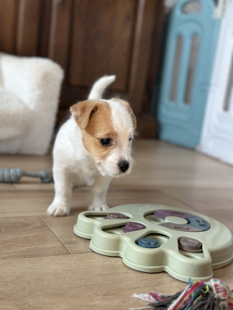 szczeniaki Jack Russell terrier