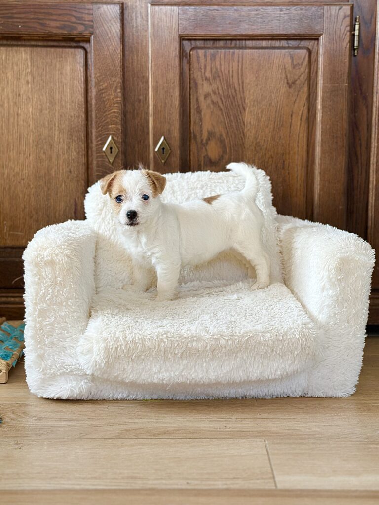 szczeniaki Jack Russell terrier