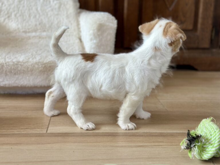 szczeniaki Jack Russell terrier