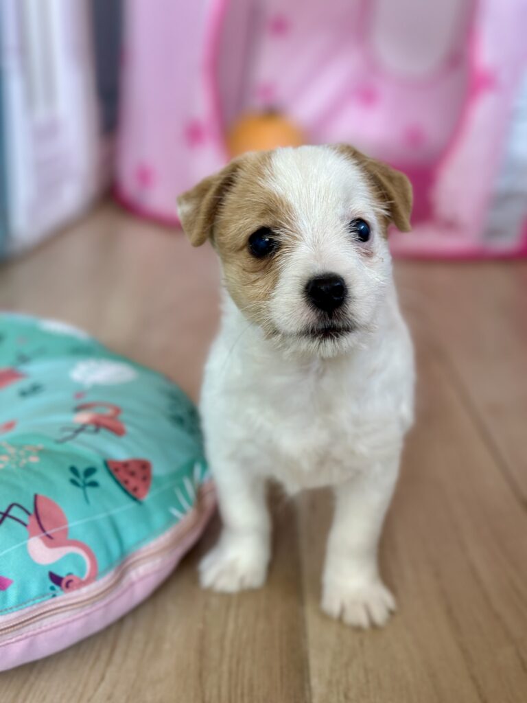 szczeniaki Jack Russell terrier