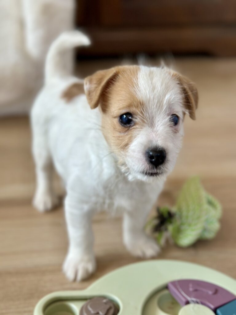 szczeniaki Jack Russell terrier