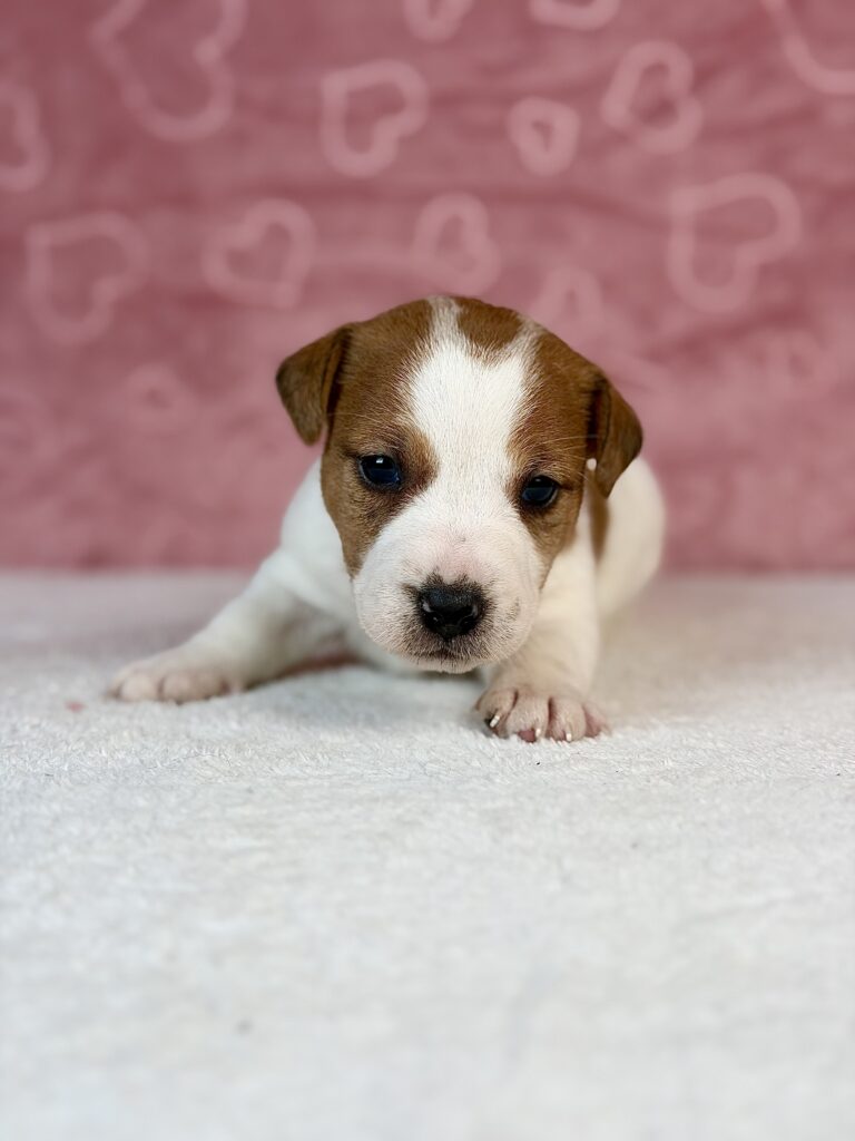 jack russell terrier gładkowłosy