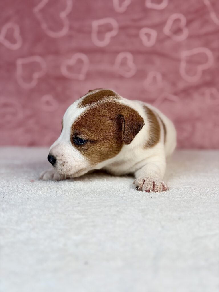 jack russell terrier gładkowłosy