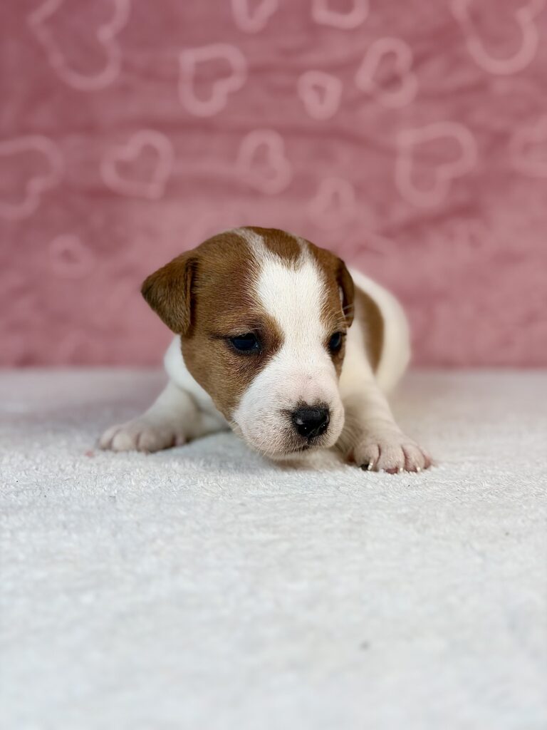 jack russell terrier gładkowłosy