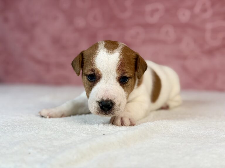 jack russell terrier gładkowłosy