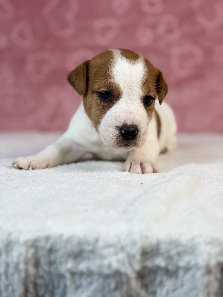 jack russell terrier gładkowłosy