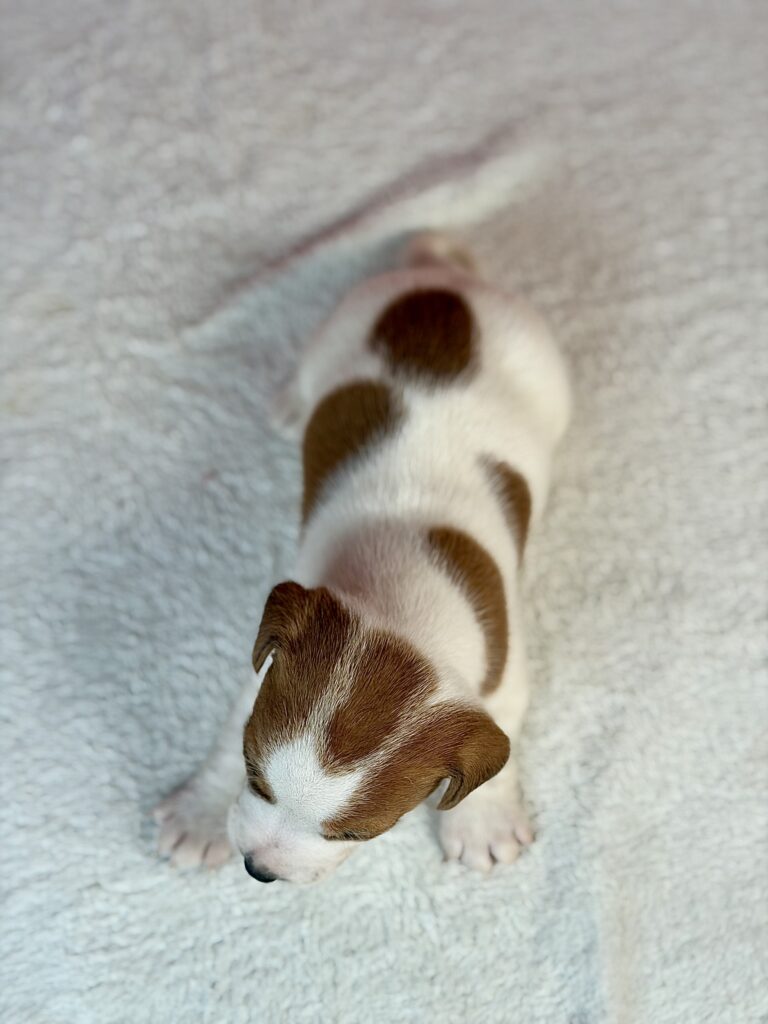 jack russell terrier gładkowłosy