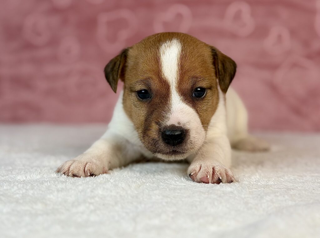 jack russell terrier gładkowłosy