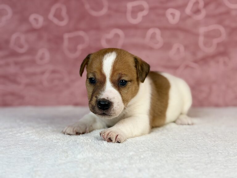 jack russell terrier gładkowłosy