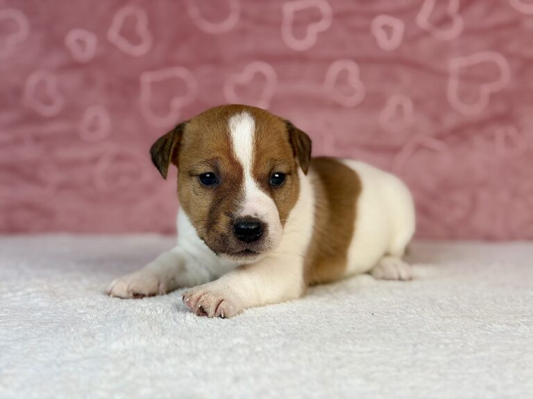 jack russell terrier gładkowłosy