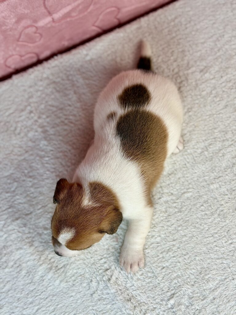 jack russell terrier gładkowłosy