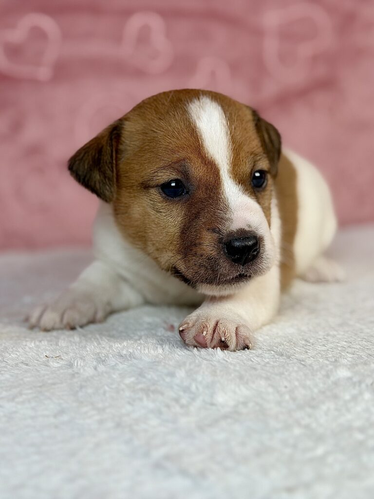 jack russell terrier gładkowłosy
