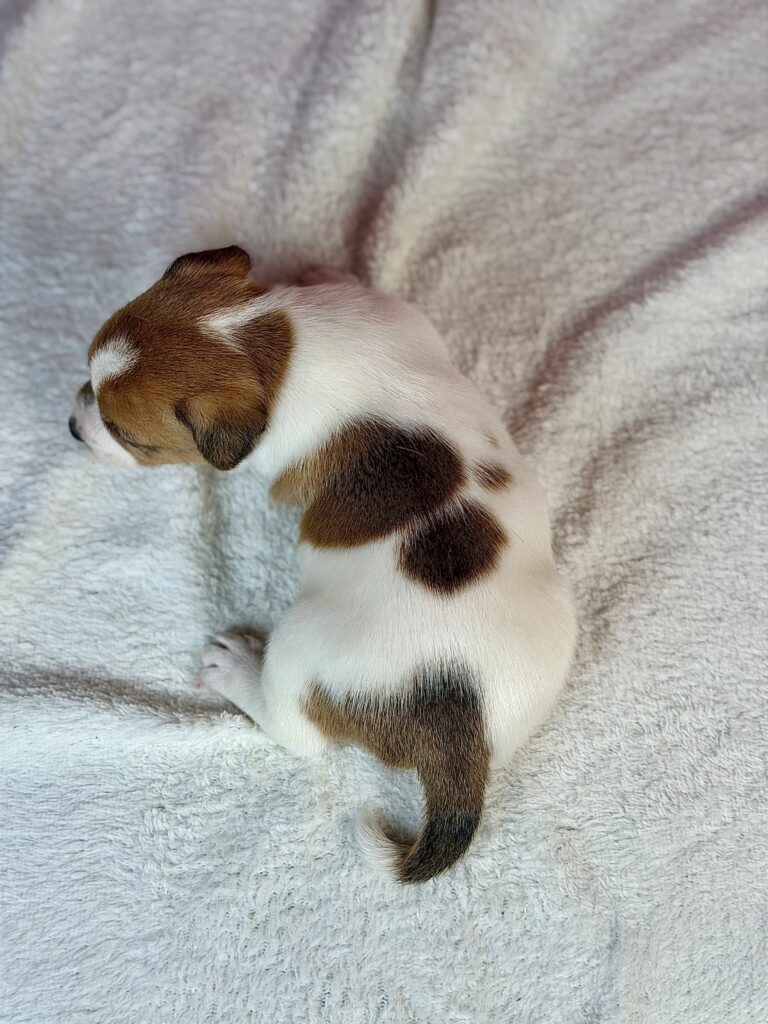 jack russell terrier gładkowłosy