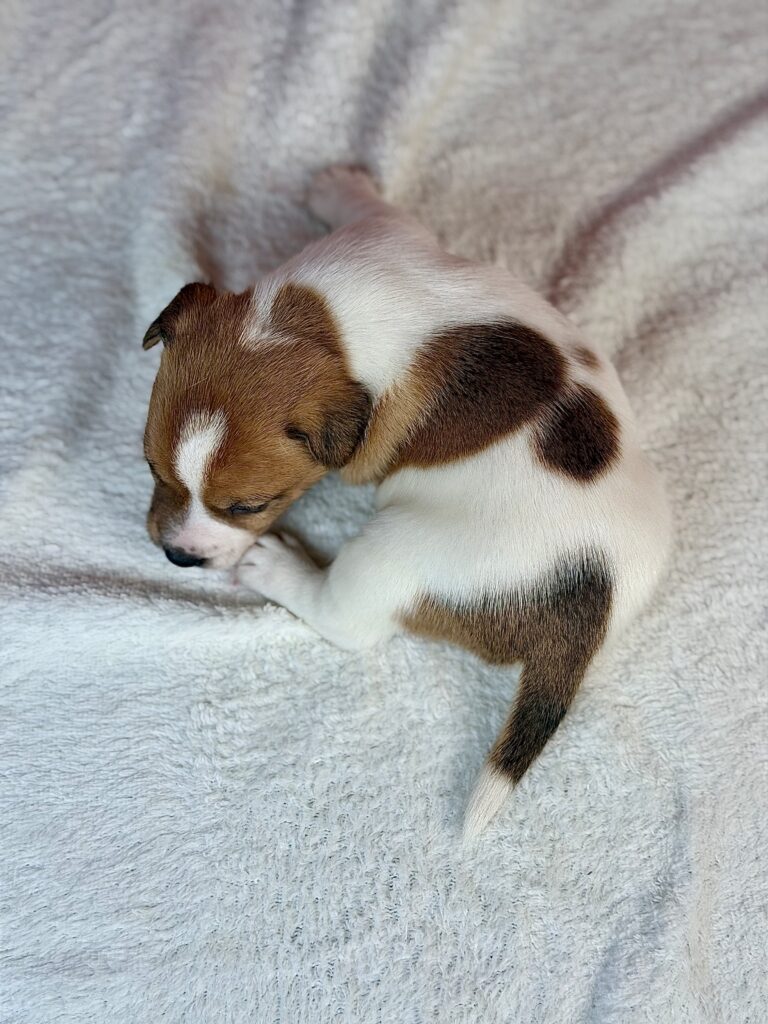 jack russell terrier gładkowłosy