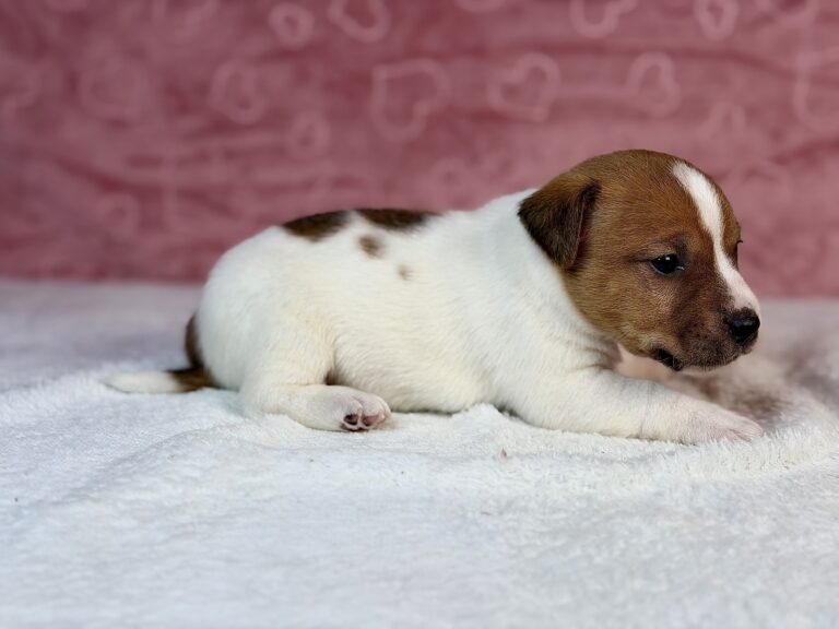 jack russell terrier gładkowłosy