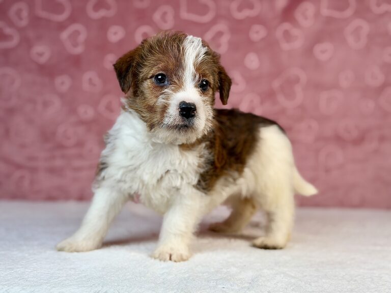 jack russell terrier szorstkowłosy