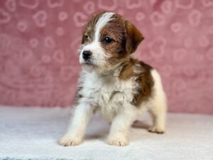 jack russell terrier szorstkowłosy