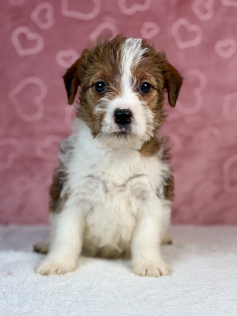 jack russell terrier szorstkowłosy